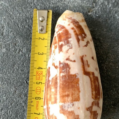 Shell used, as shown