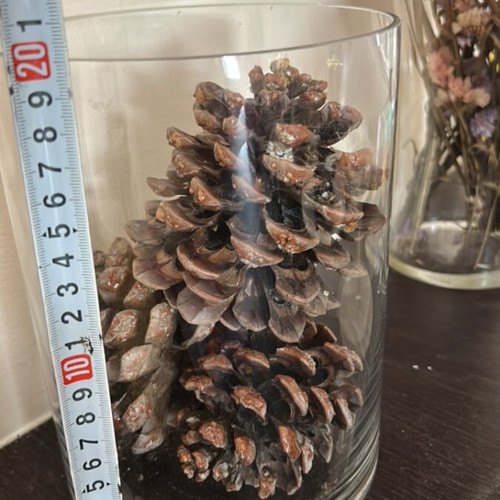 Vase with dried pine cones like new