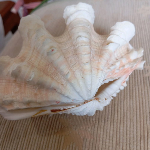 Shell used, two pieces, length 14 cm, width 9 cm