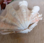 Shell used, two pieces, length 14 cm, width 9 cm
