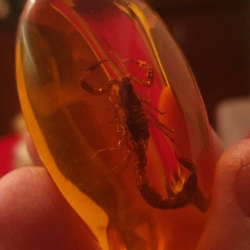 Decorative items with scorpion in resin, new, set of 2 pieces