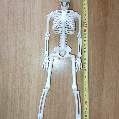Skeleton Pendant souvenir for Halloween new with movable joints