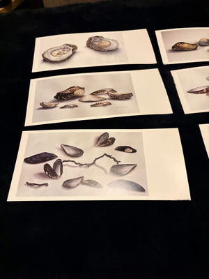 Art postcards set "Aegean shells" by Thomaí Kontou, like new, 10 pcs