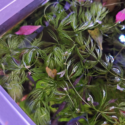 Ceratophyllum Demersum Foxtail Aquarium Plant new