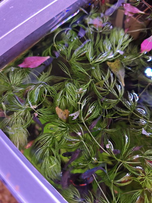 Ceratophyllum Demersum Foxtail Aquarium Plant new