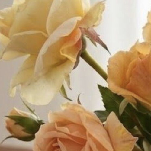 Vase Glass Cylinder 15x15cm with Sia artificial rose bouquet