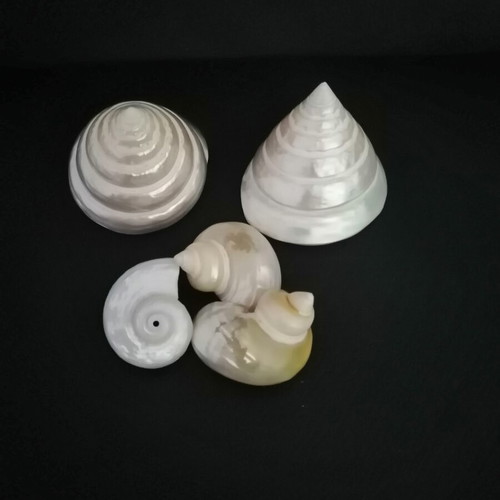 Polished seashells with iridescent pearl surface