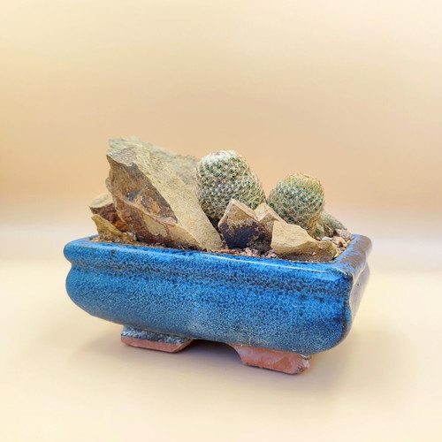 Mammillaria cacti in ceramic pot new