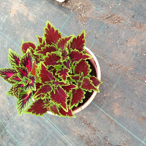 Beautiful leaf box of 2 pieces new