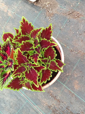Beautiful leaf box of 2 pieces new