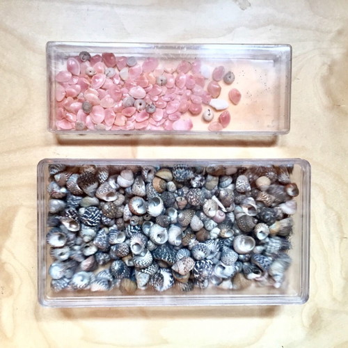 Variety of seashells like new from collection