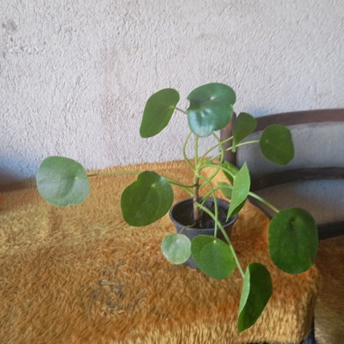 Pilea peperomioides indoor plant like new, Chinese money plant
