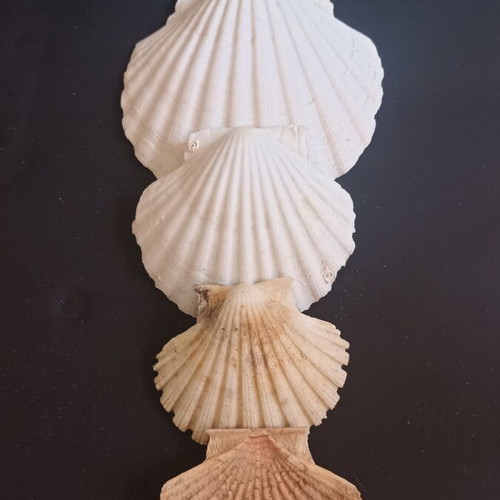 Natural Scallop Shells Set of 4 Like New