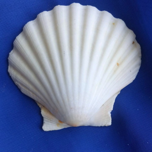 Natural Saint Jaques shells like new, pack of 12