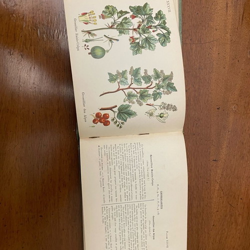 A.Masclef “Les Plantes d’Europe” βιβλίο φυτολογίας σαν καινούργιο, γαλλικά