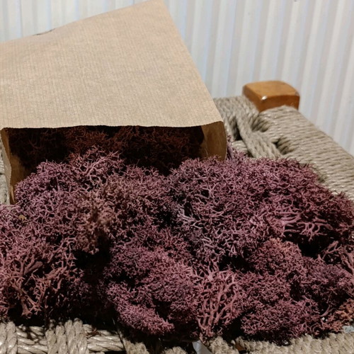 Decorative moss new, ideal for terrariums and DIY projects