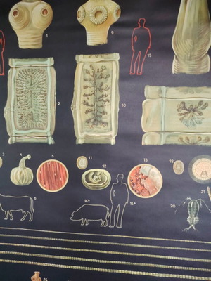 Βίντατζ ιατρικό εκπαιδευτικό πόστερ δερματολογικοί παράσιτοι Deutsches Hygiene-Museum σαν καινούργιο