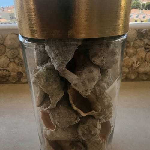 Fossil shells like new, jar with 27 pieces