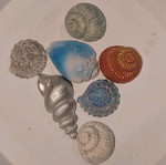 Decorative plaster seashells new