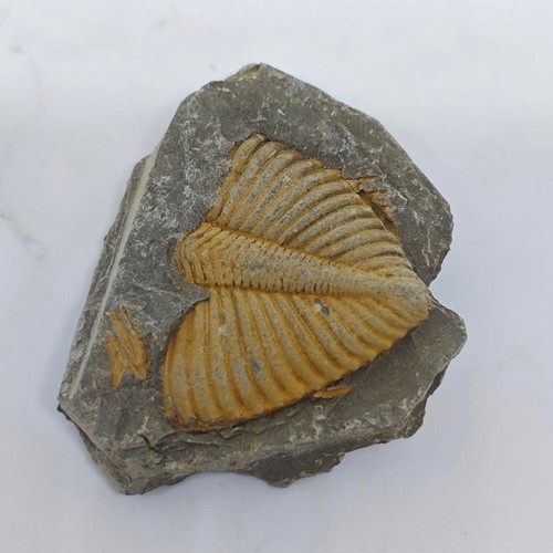 Trilobite Fossil in Natural Shale Rock like new