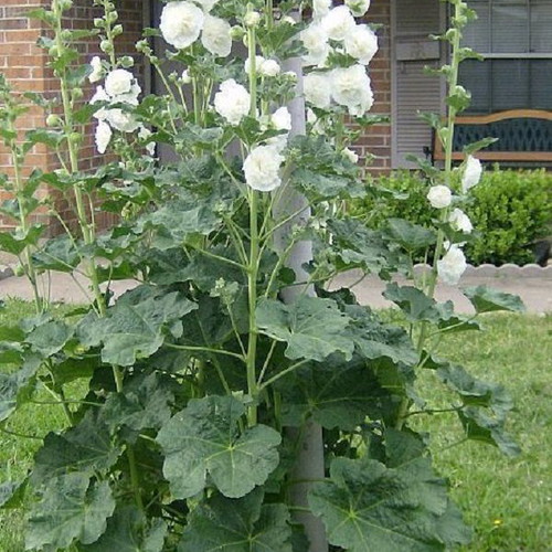 Hollyhock Alcea Rosea Double White seeds, pack of 20