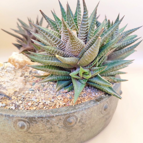 Haworthia limifolia bonsai pot new