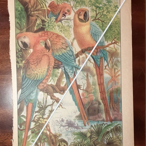 Vintage illustrated sheets pack of 3 birds 1950