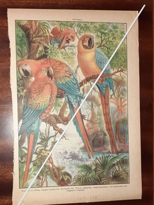 Vintage illustrated sheets pack of 3 birds 1950