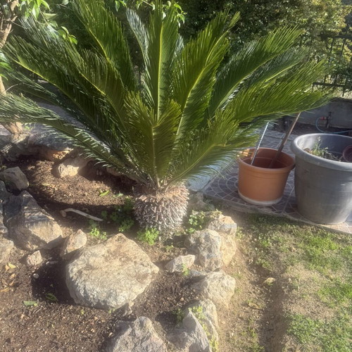 Tsikas plant in perfect geometric growth, 10 years old