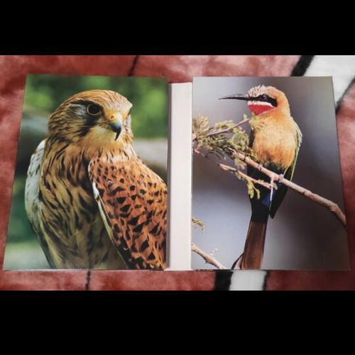 The Life of Birds BBC Documentary 4 DVD set like new