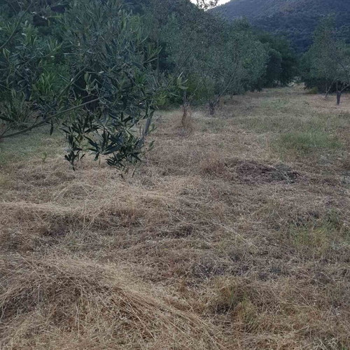 Agricultural land 4,817 m² buildable with olive trees in Sykia Halkidiki