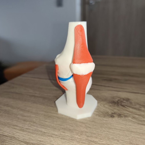 3D Anatomical Model of Knee Joint new, detailed and colored