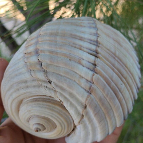 Tonna galea seashell, 11 cm, natural empty shell