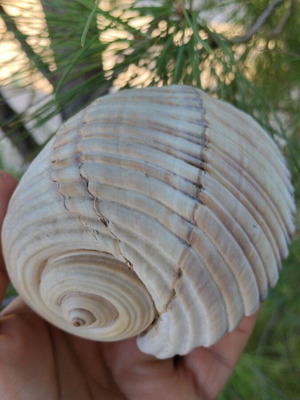 Tonna galea seashell, 11 cm, natural empty shell