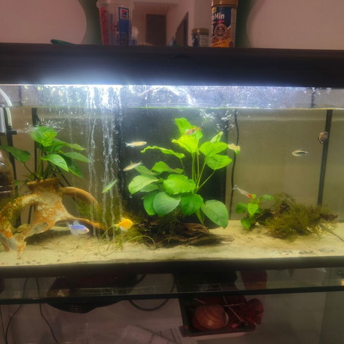 Aquarium 110 liters used with water pumps, heater, and filter