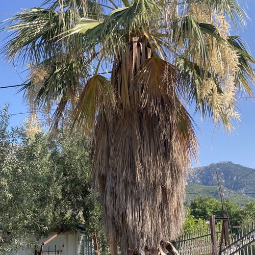 Washingtonia palm tree used, height 5-6 meters