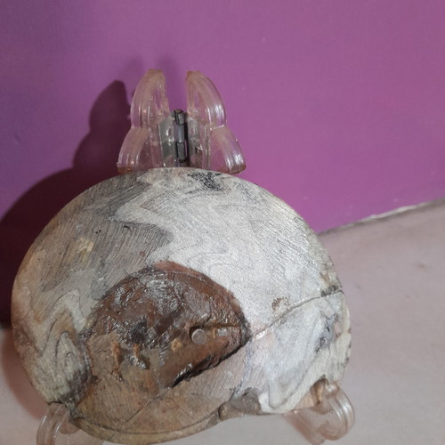 Ammonite fossil used, polished 11 cm with stand