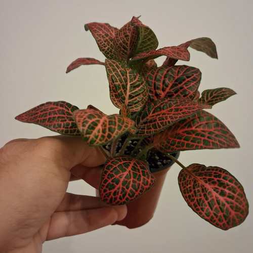 Fittonia red new