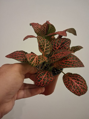 Fittonia red new