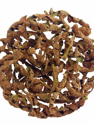 Scorpidoxorto New Cut Plant From Algeria