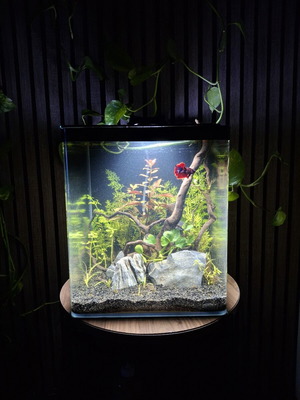 Dennerle Nanocube Aquarium Complete Set Like New with Equipment and Decoration