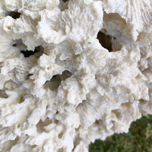 Old Marine Decorative Coral like new, 45 cm length