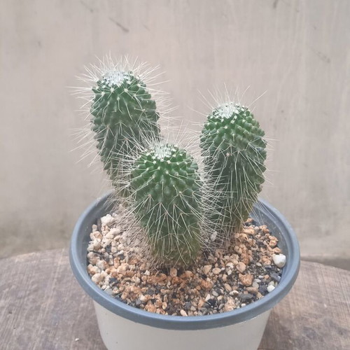 Mammillaria Spinosissima Un Pico cactus in nursery pot new