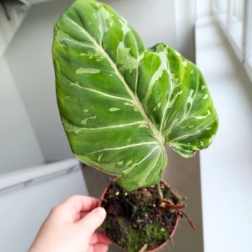 Philodendron Gloriosum Snow Leopard new