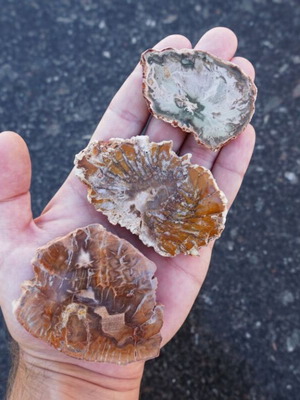 Petrified wood from Madagascar new, 200-250 million years old