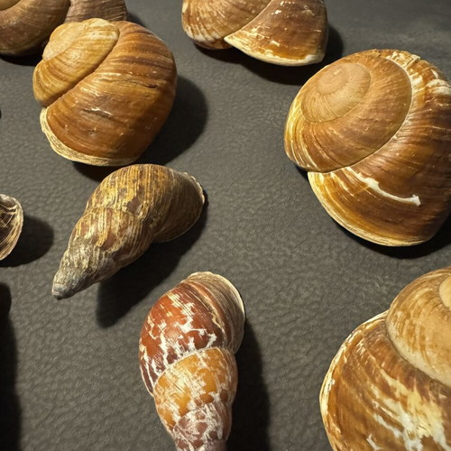 Decorative seashells, pack as shown