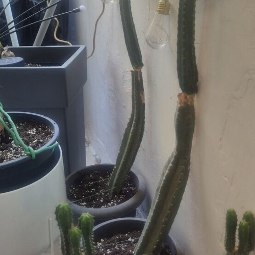 San Pedro cactus authentic, various sizes, new