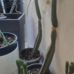 San Pedro cactus authentic, various sizes, new