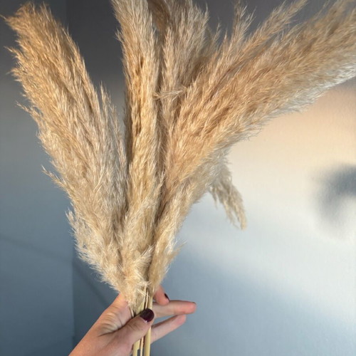 Pampas flowers like new, bouquet of 4 pieces