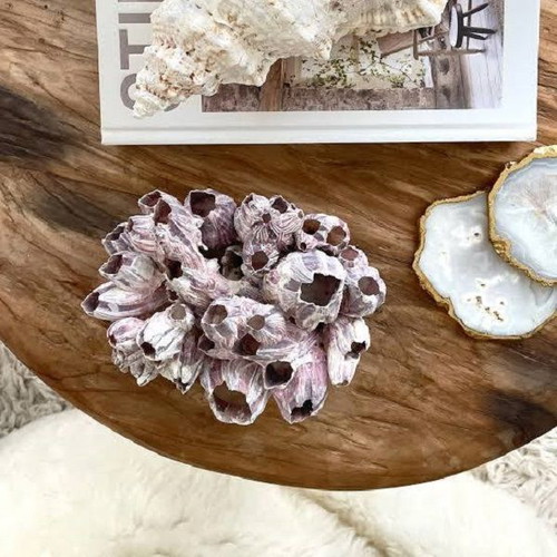Barnacle shells pack of 38 new for crafts and decoration